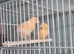 2 male canary