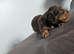 4 miniature long hair dachshund puppies