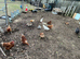 Hens for sale mixed breed some brown some buff