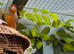 Cock canaries
