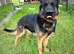 Exceptional German Shepherd - KC Registered Champion Blood Line
