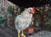 Lovely Young Cock Chicken