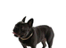Male blue French bulldog for sale