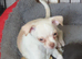 Chihuahua puppies ready now Lincolnshire