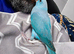Gorgeous turquoise blue baby ringneck