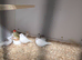 Young zebra finches