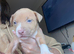 READY TO LEAVE TODAY ! 4 PUPS LEFT!