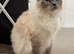 Last 2 stunning male ragdoll kittens