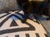 Adorable kittens looking for love homes