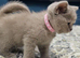 British short hair kittens. Ready to go