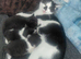Kittens ready now