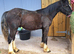 Unregistered sec d yearling colt