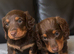 Miniature dachshunds kc reg
