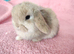 Baby mini lops for sale