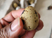 Quails Day 1 to 4 weeks available
