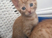 3 Beautiful Kittens Left