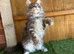 Maine Coon