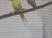 Ringnecks