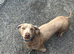 Dachshund (Boy)