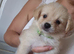 Jack Russell x Pomeranian
