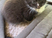 Beautiful kittens ready now
