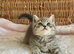 BEAUTIFUL LITTLE TEDDY BEARS (READY 17TH JULY)