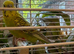 Budgies