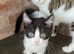 3 Kittens Ready To Leave