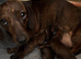 Miniature Dachshund girls