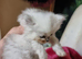 Persian chinchilla kittens