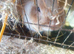 2 boy lion head  rabbits