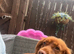 Cocker spaniel girl
