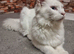 Beautiful white main coon Male - 6 months old