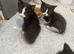 Rag doll kittens
