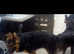 KC REG GERMAN SHEPHERD STUD