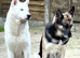 3/4 Siberian Husky 1/4 German shep. 2 left