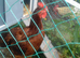 9 month old black tip cockerel free to good home