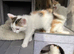 Norwegian forest mix
