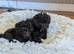 Asian toy poodle girls available ready for walks