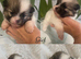 Beautiful KC POM PUPPYS AVAILABLE