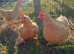Buff Plymouth pullets POL