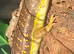 Berber skink