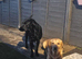 Fox Red & Black Labrador Puppies due