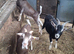 Wether Goats