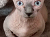 Bambino Sphynx Kittens Ready