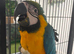 Hand Reared Baby Blue & Gold Macaw