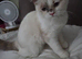 Persian/ ragdoll kitten