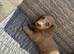 KC REG Long Haired Miniature Dachshunds