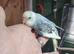 Baby budgies for sale