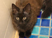Maine coon X black/ brown male